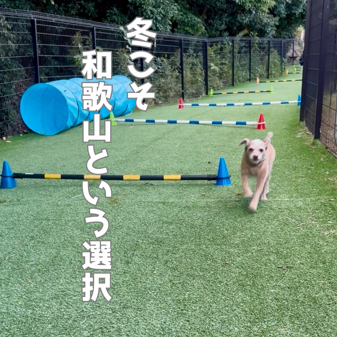 ドッグにグッドなグランピング和歌山北の実際の写真