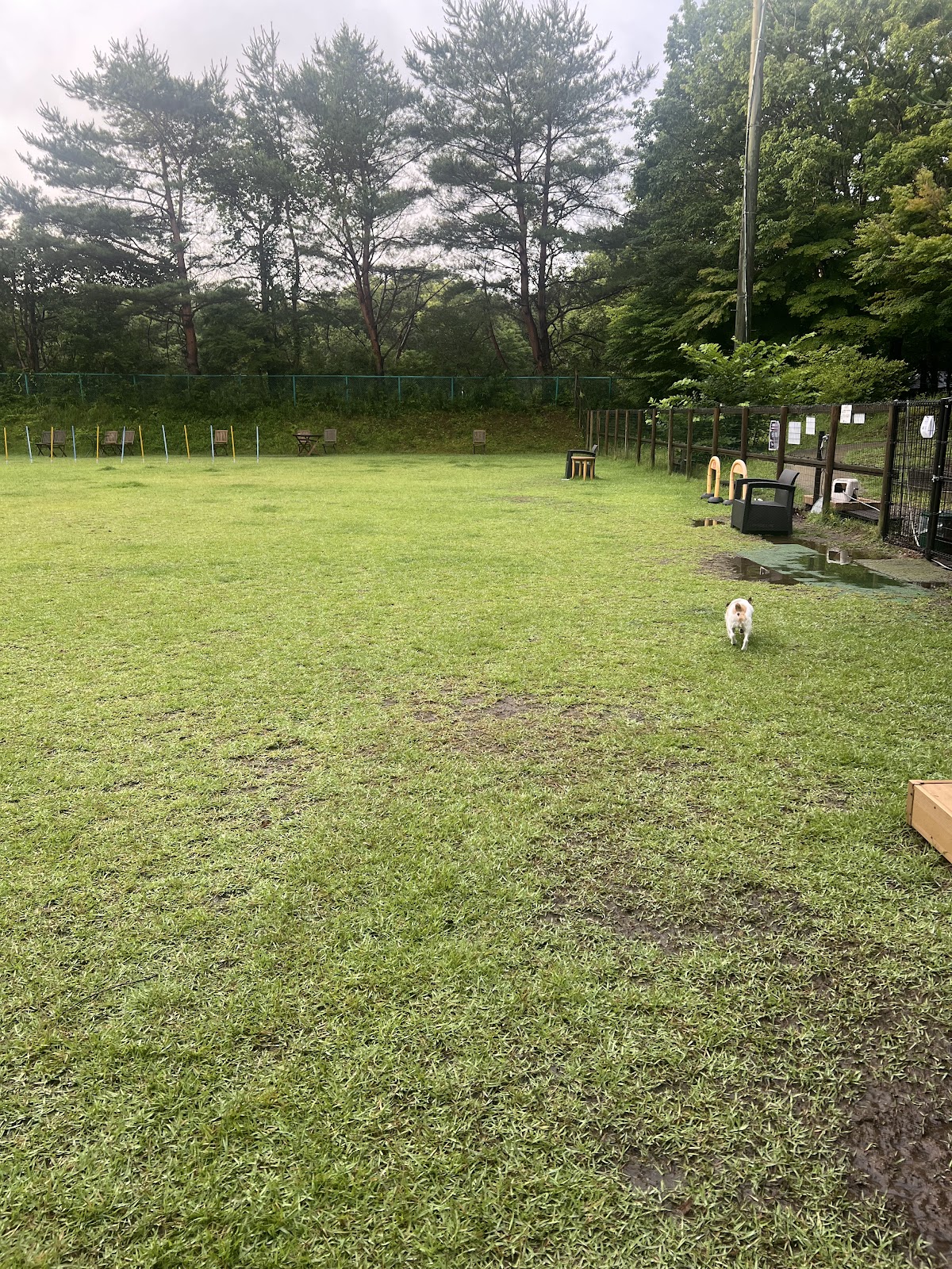 ドッグパーク フォレストヒルズ那須の実際の写真