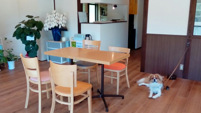 cafe puppy party