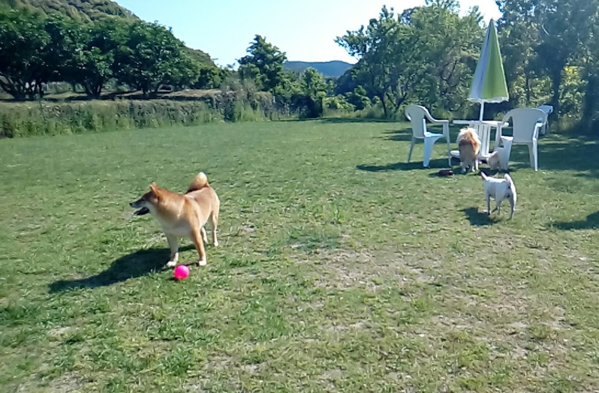 cafe puppy partyの実際の写真