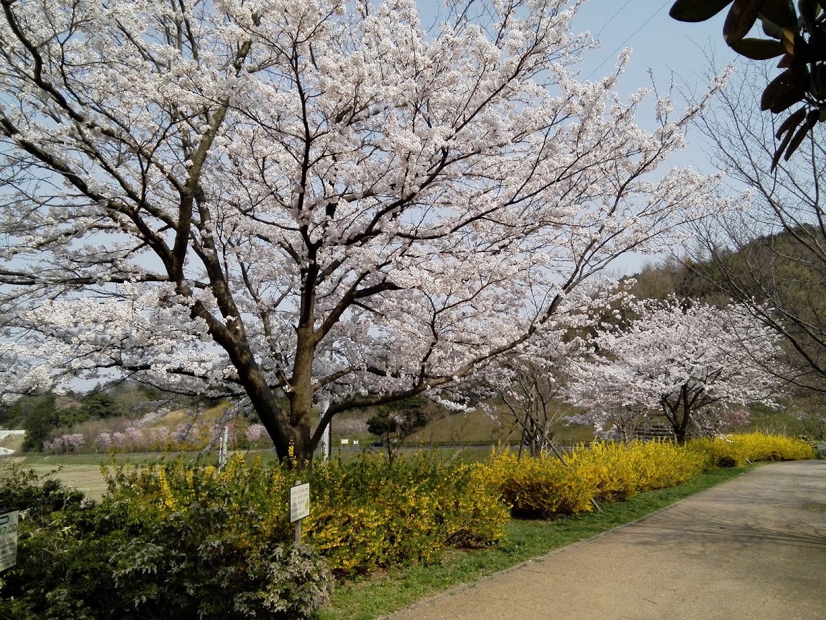 とっとり出合いの森の実際の写真