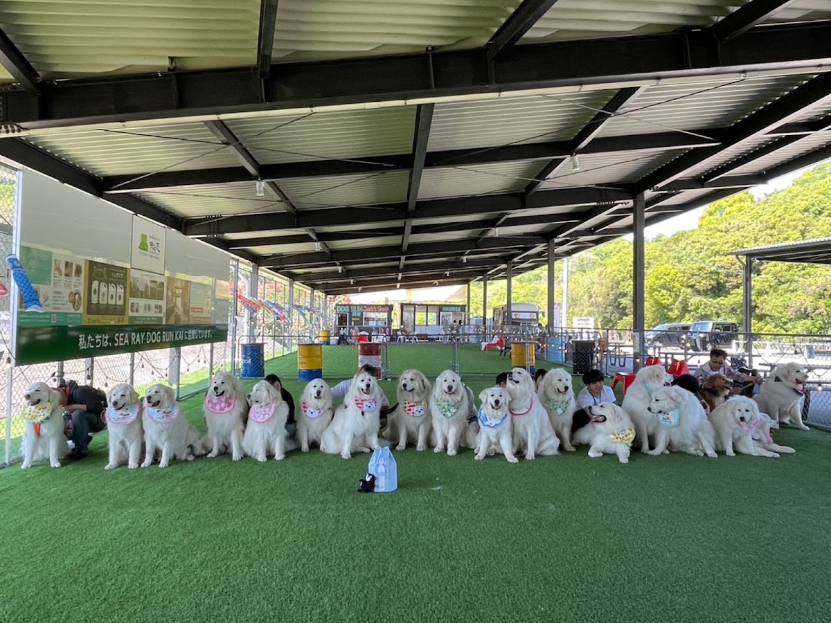 ＤＯＧ ＲＵＮ ＫＡＩの実際の写真