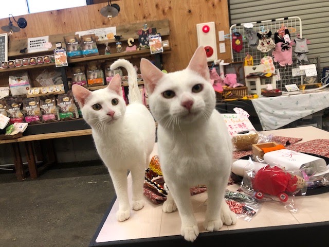 せとうちドッグパークの実際の写真