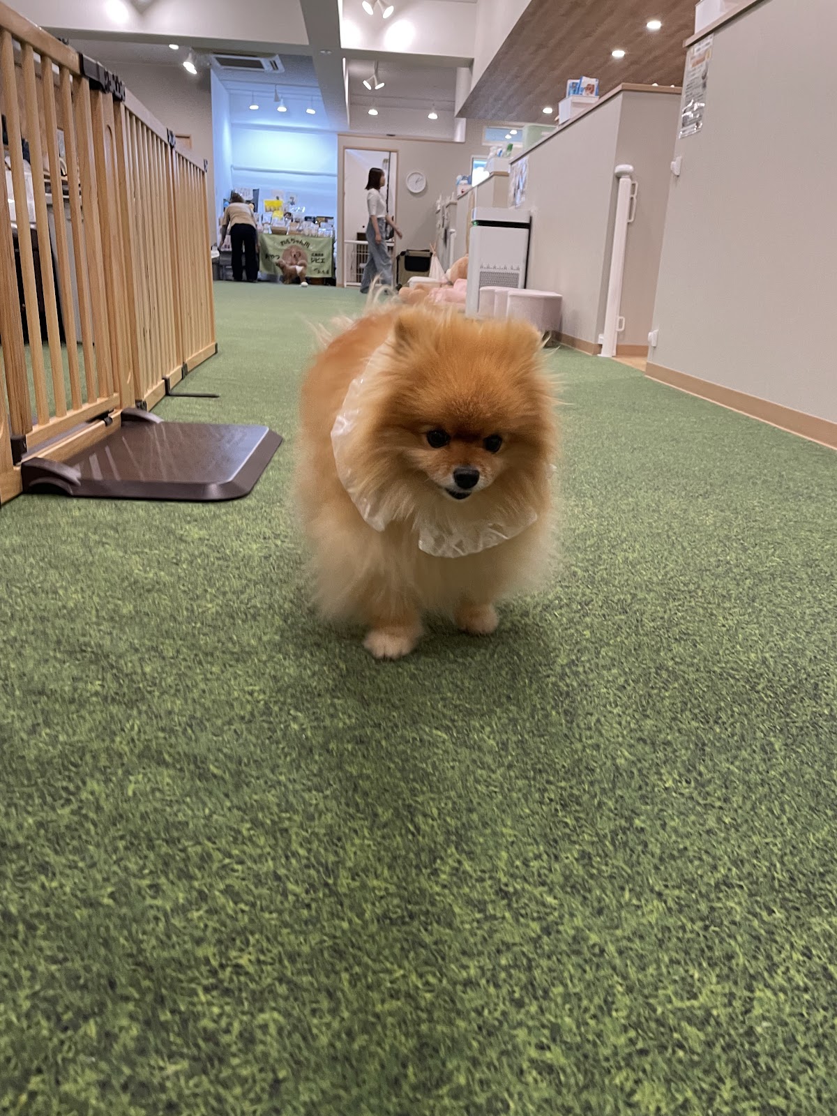 いぬのあそびば-8299-（室内ドッグラン）の実際の写真