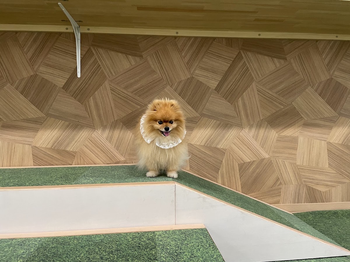 いぬのあそびば-8299-（室内ドッグラン）の実際の写真