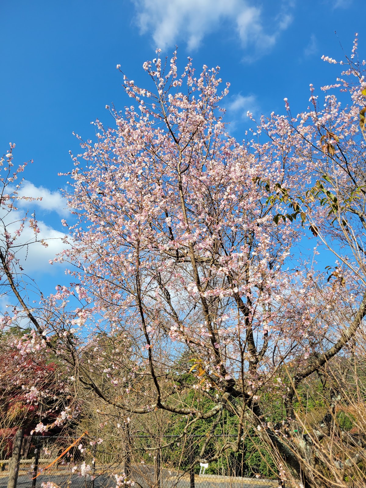 広島県緑化センター わんこひろばの実際の写真