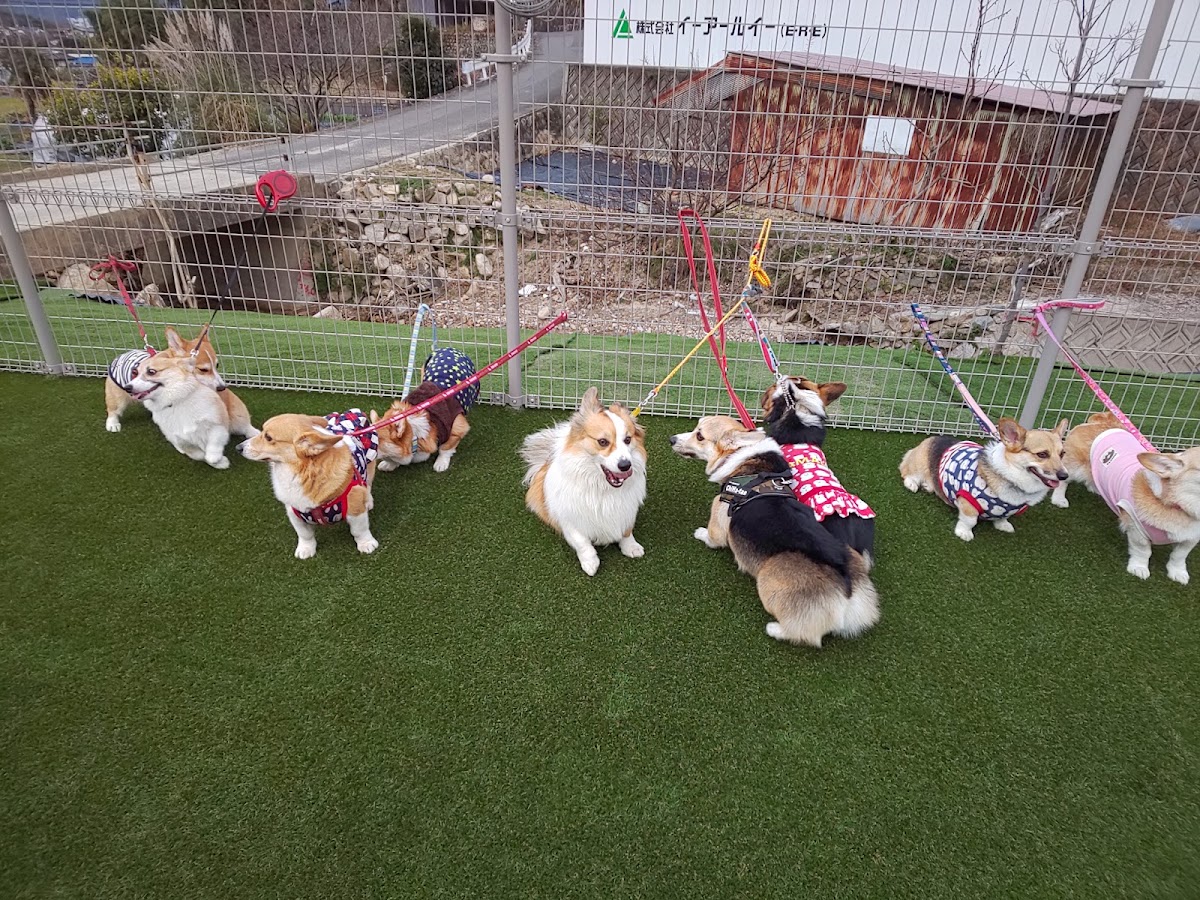 アオプラスワンの実際の写真