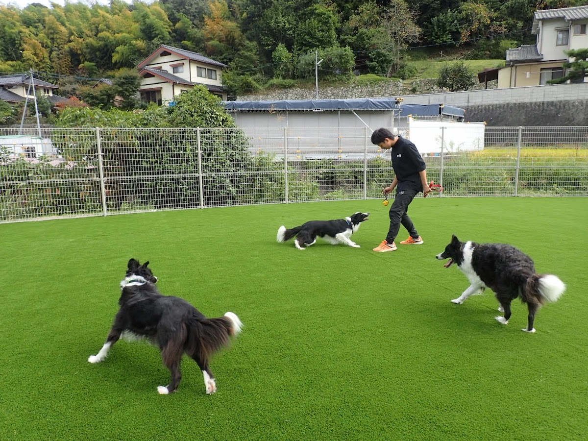 アオプラスワンの実際の写真