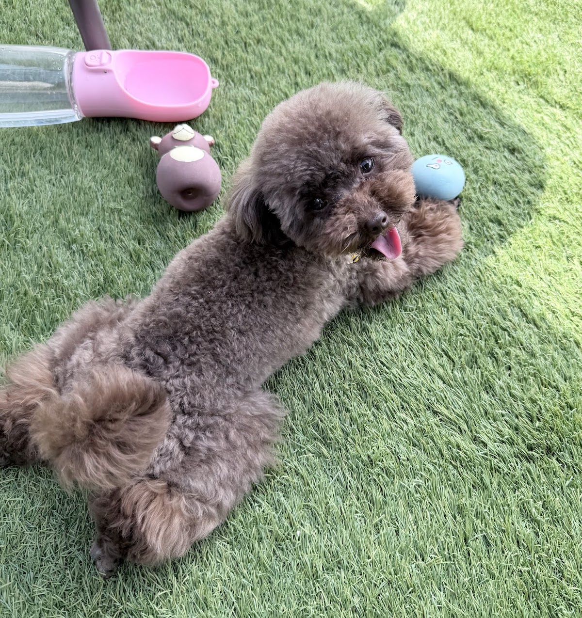 ドッグラン うるたまの実際の写真