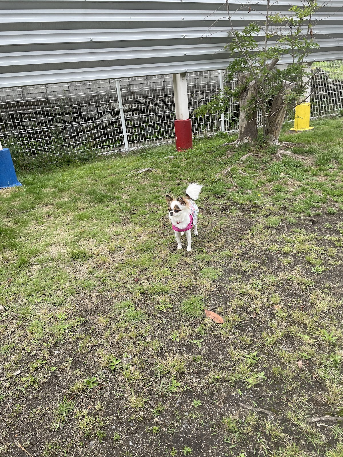 こうつドッグわんの実際の写真