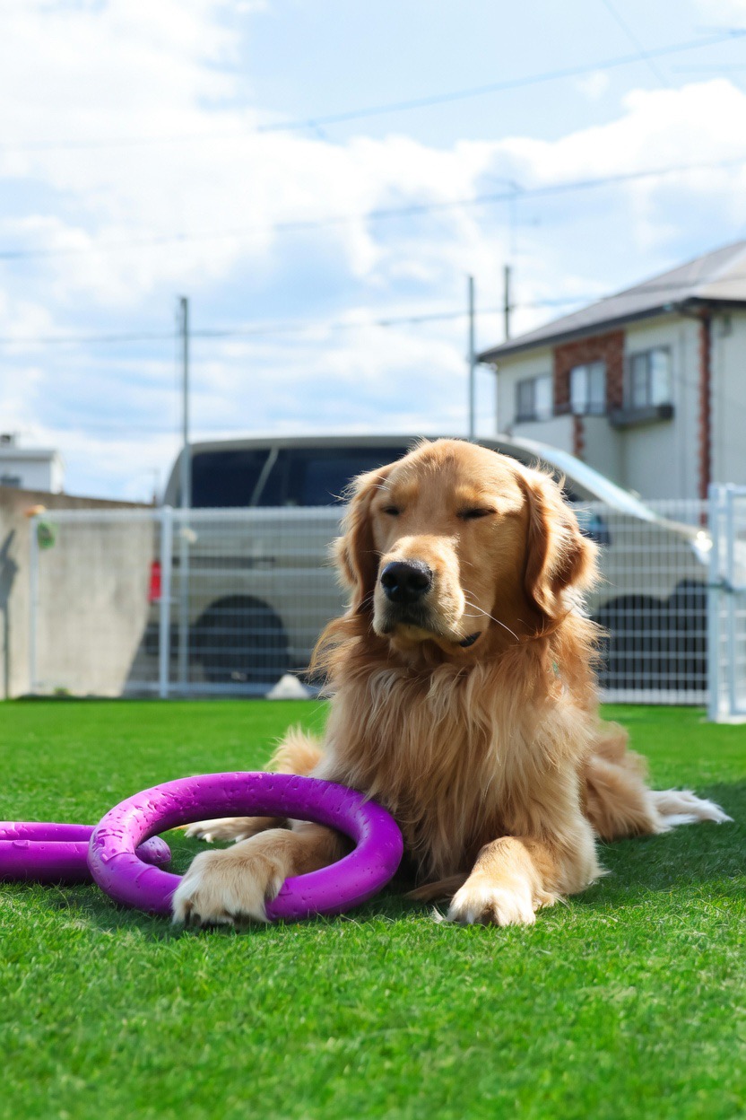 one's dogいぬの預かりとドッグランの実際の写真