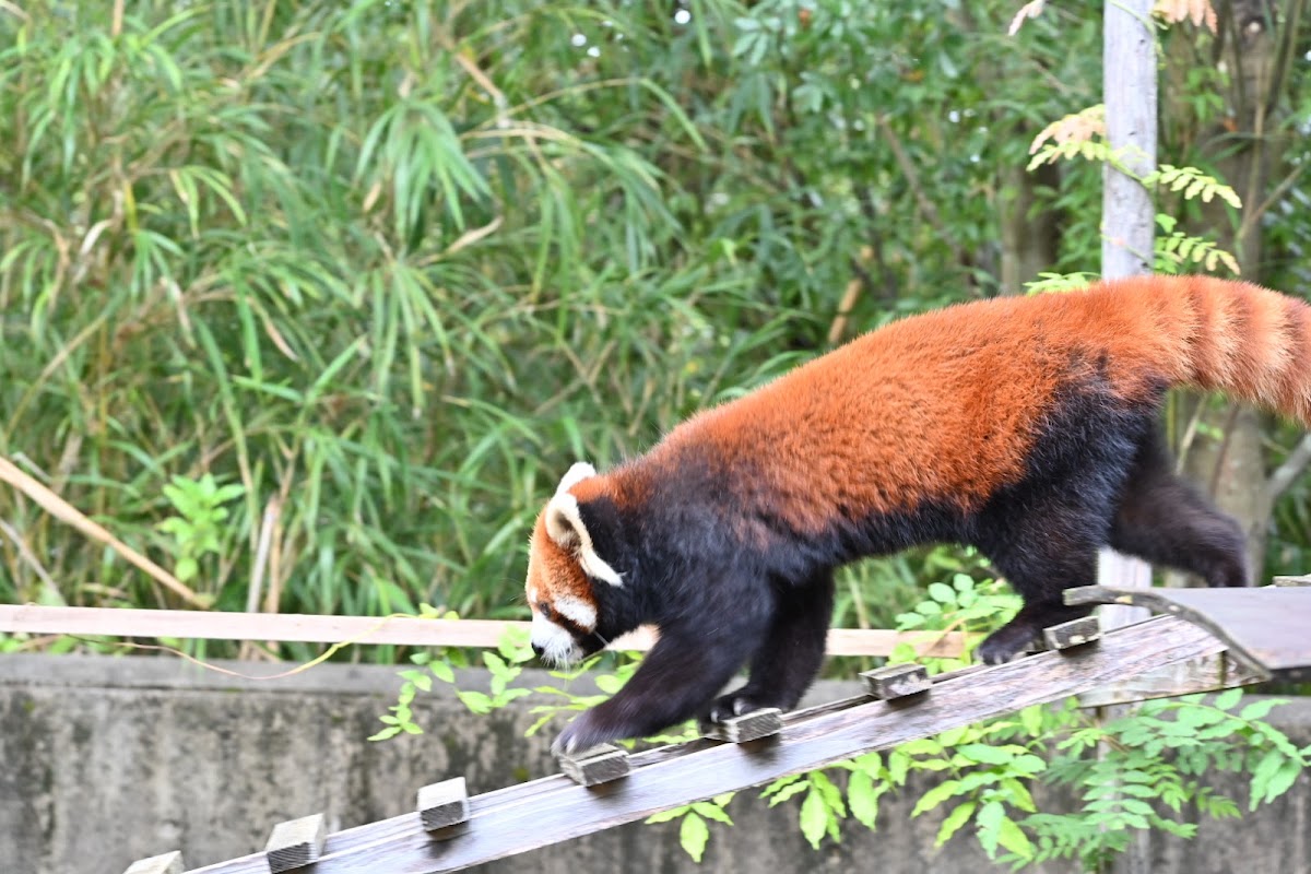 徳島市総合動植物公園の実際の写真
