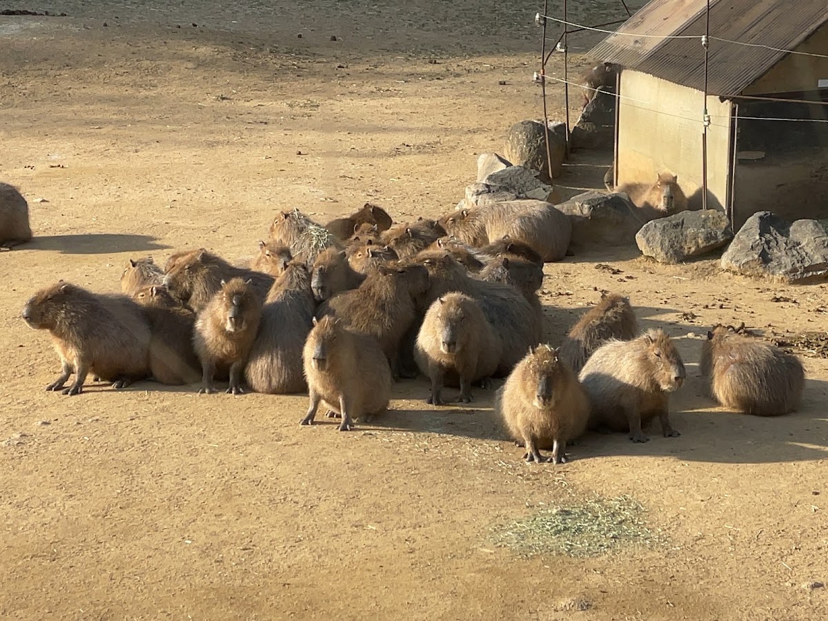 徳島市総合動植物公園の実際の写真