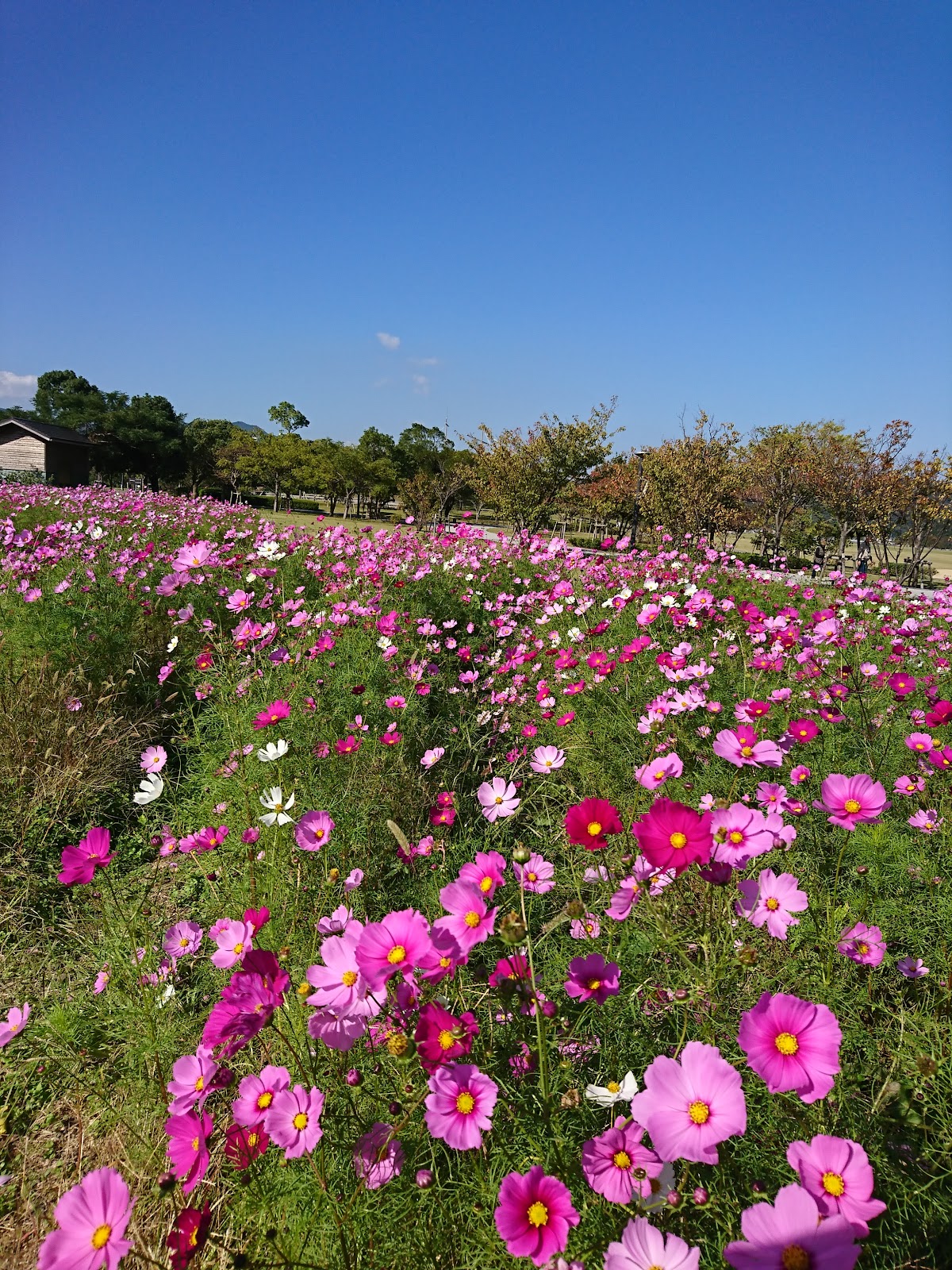 鳴門ウチノ海総合公園