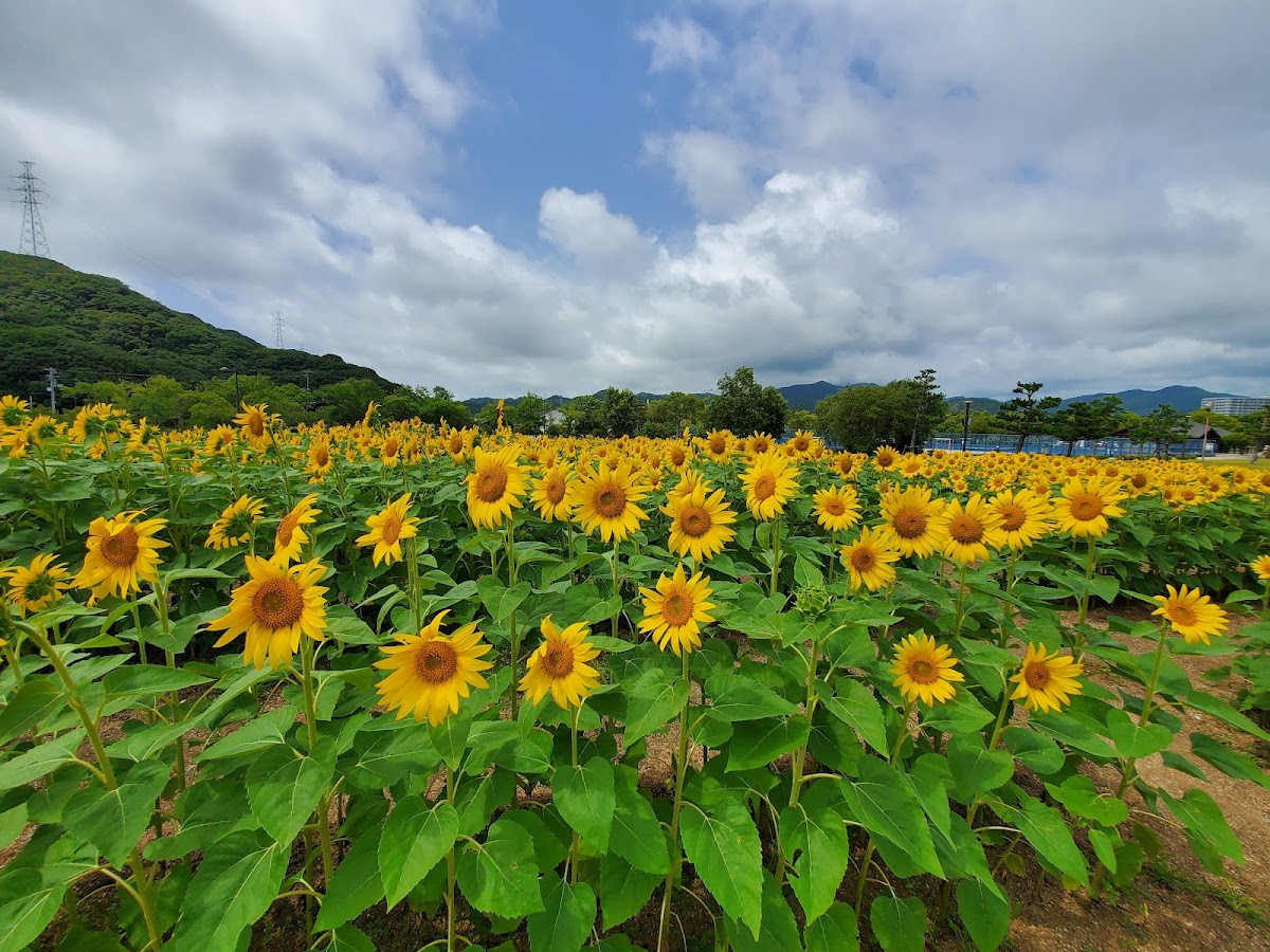 鳴門ウチノ海総合公園の実際の写真
