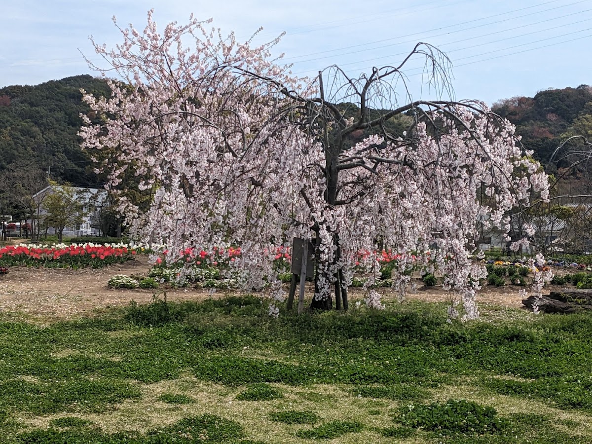 鳴門ウチノ海総合公園の実際の写真