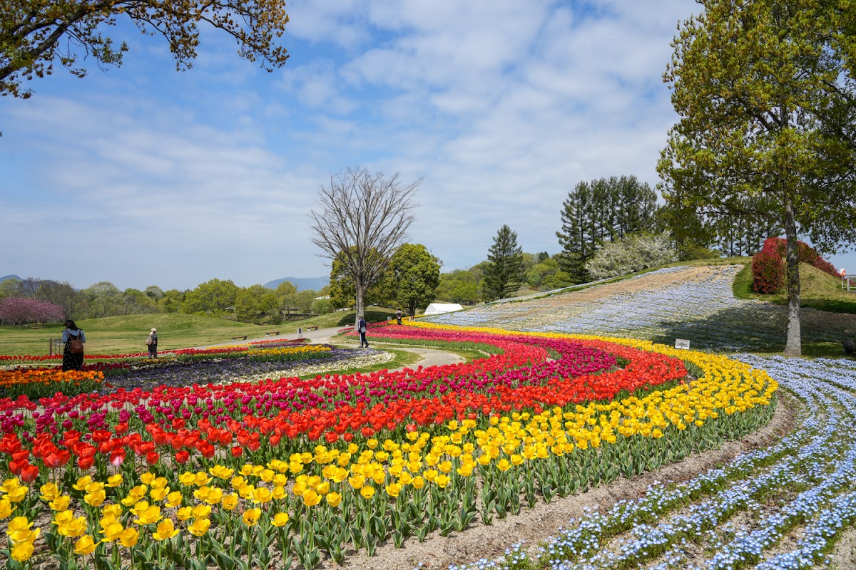 国営讃岐まんのう公園の実際の写真