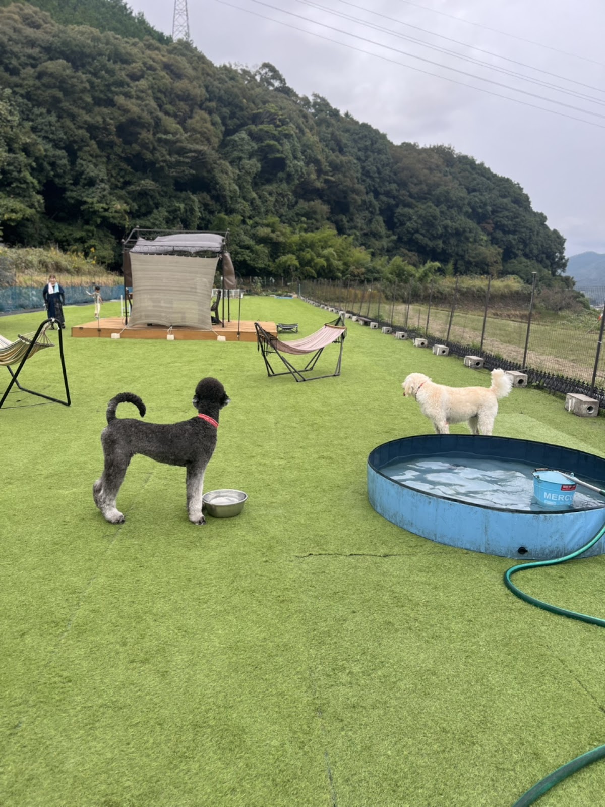 中野川（鬼北町）ドッグランの実際の写真