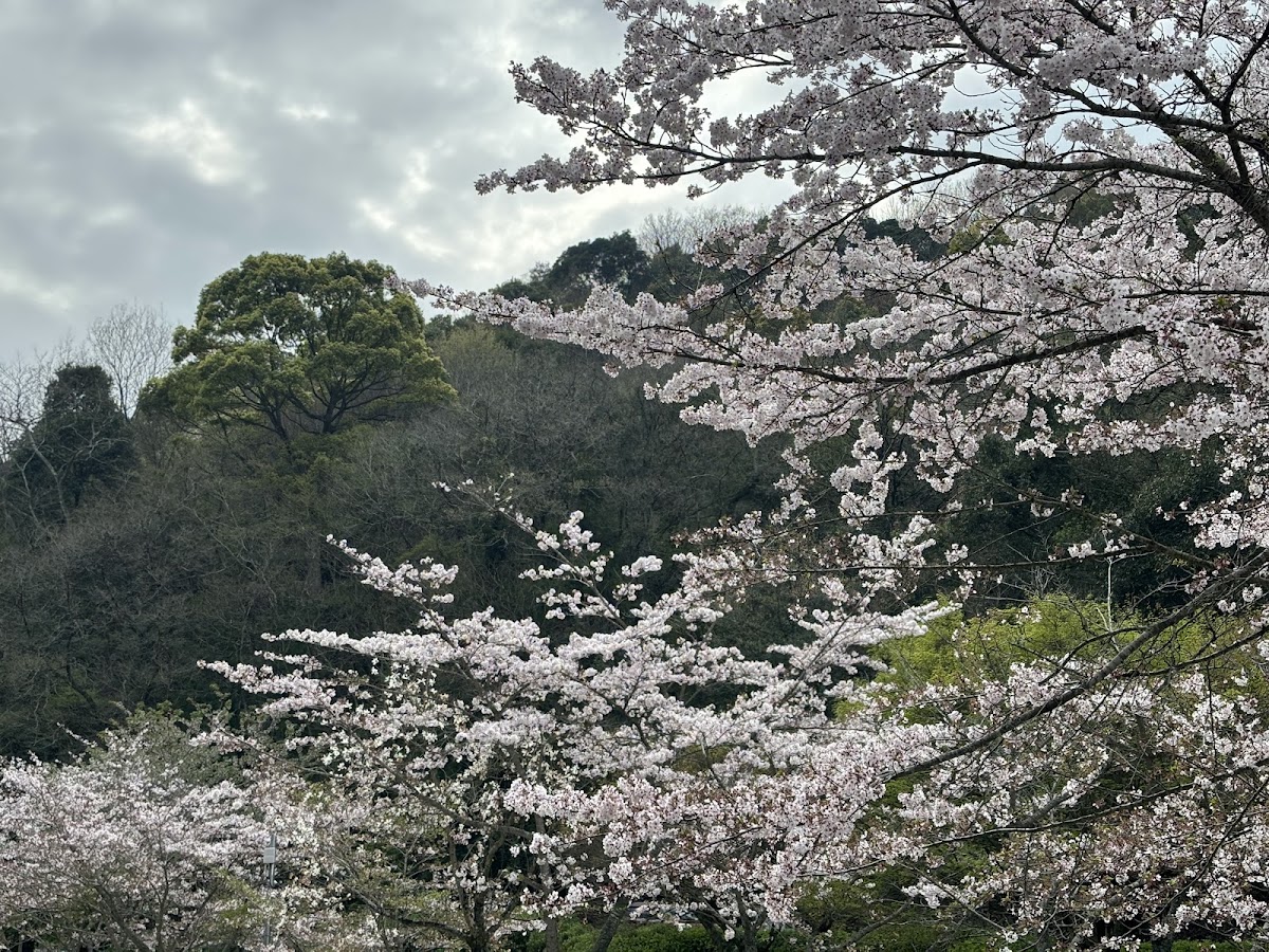 えひめ森林公園の実際の写真