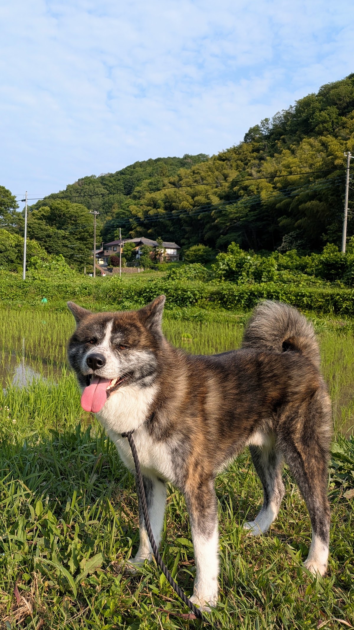 古民家カフェ & ドッグランはこやの実際の写真