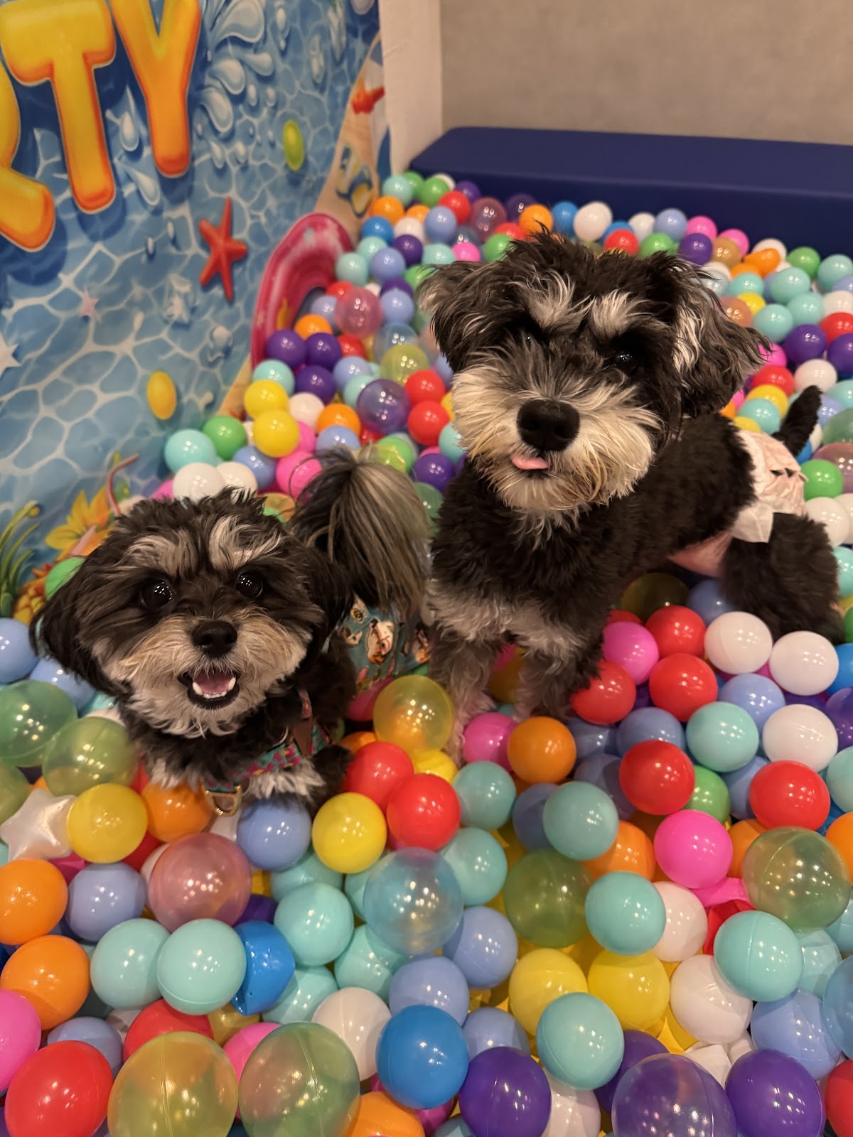 室内ドッグランPAWPAWの実際の写真