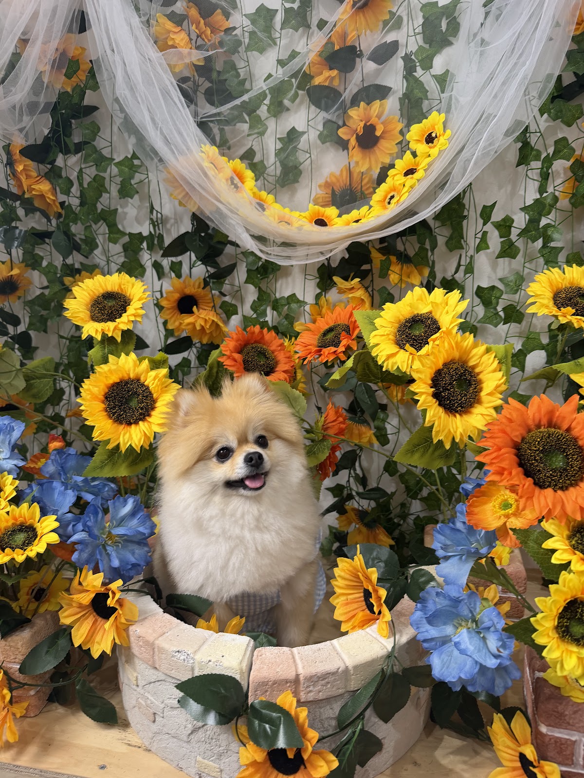 室内ドッグランPAWPAWの実際の写真