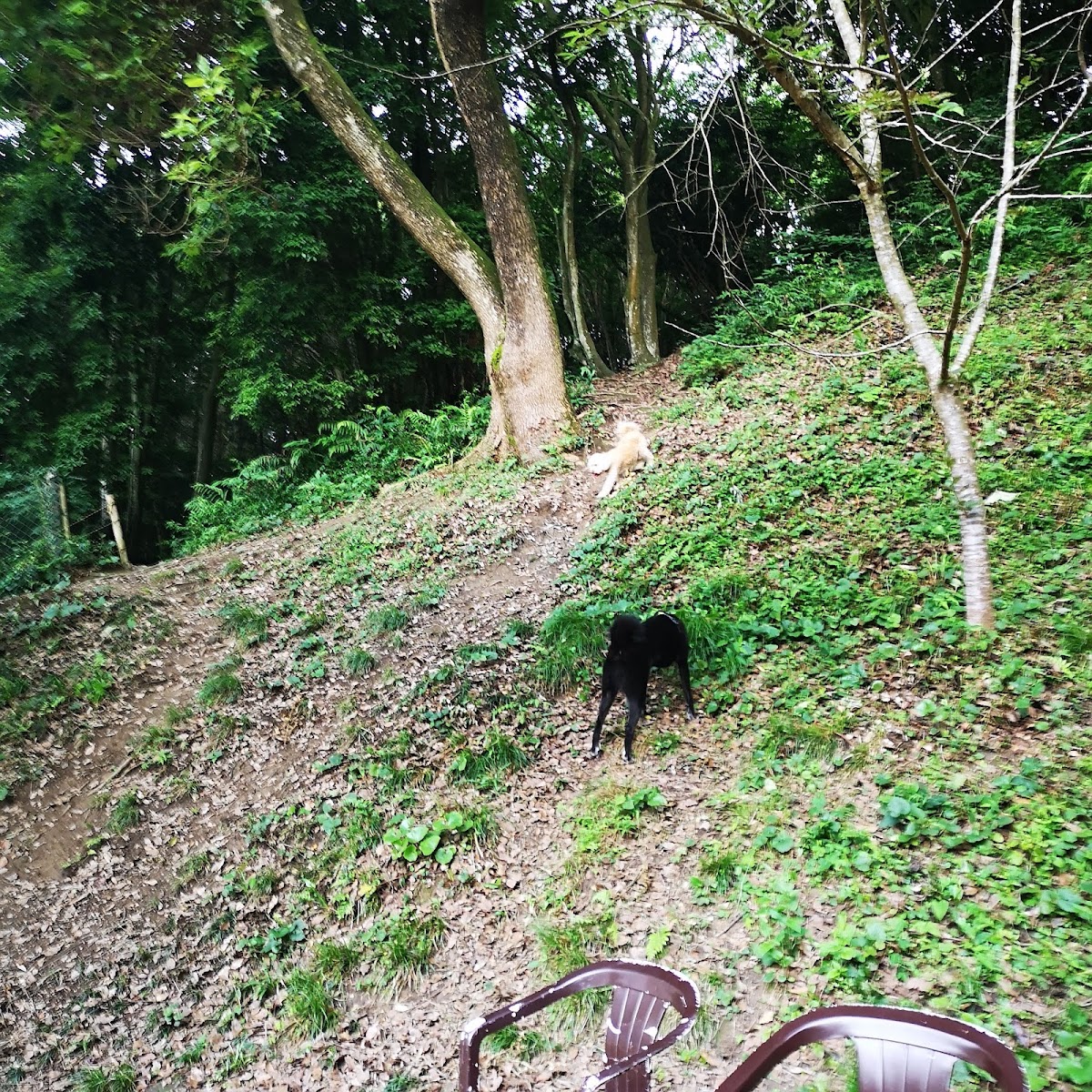 ドッグラン宗像の実際の写真