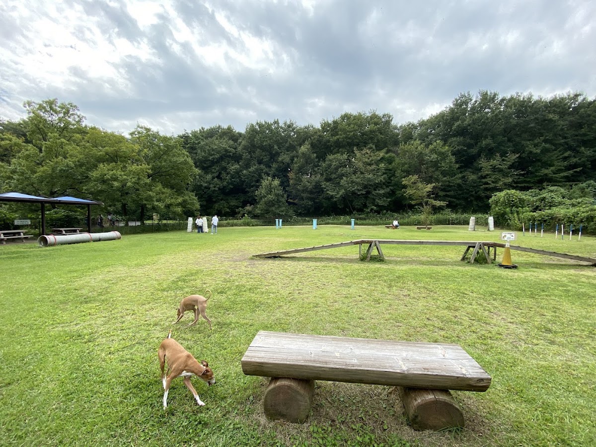 ドッグラン (森林公園内)の実際の写真
