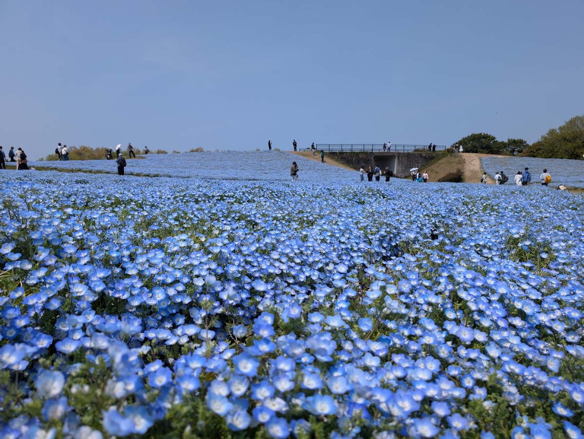 国営海の中道海浜公園の実際の写真