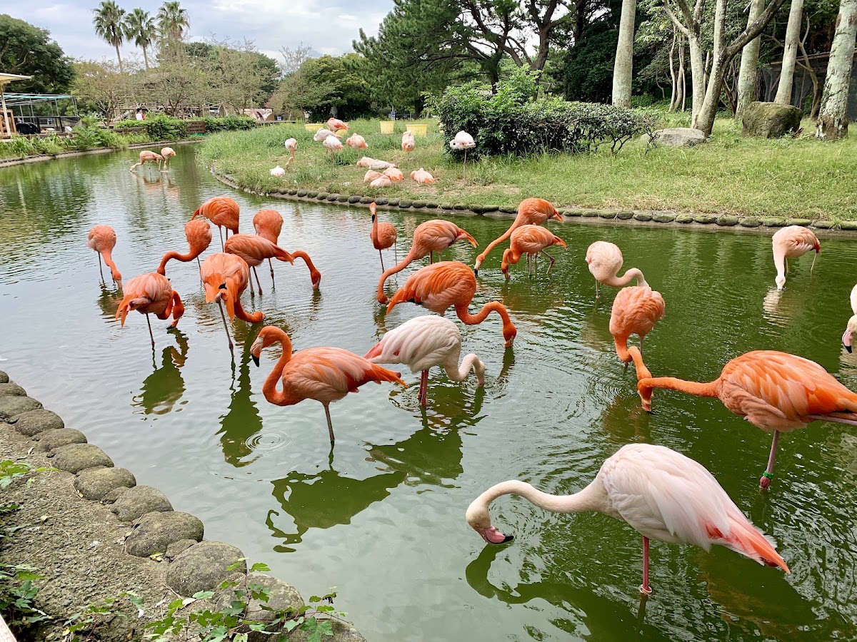 国営海の中道海浜公園の実際の写真