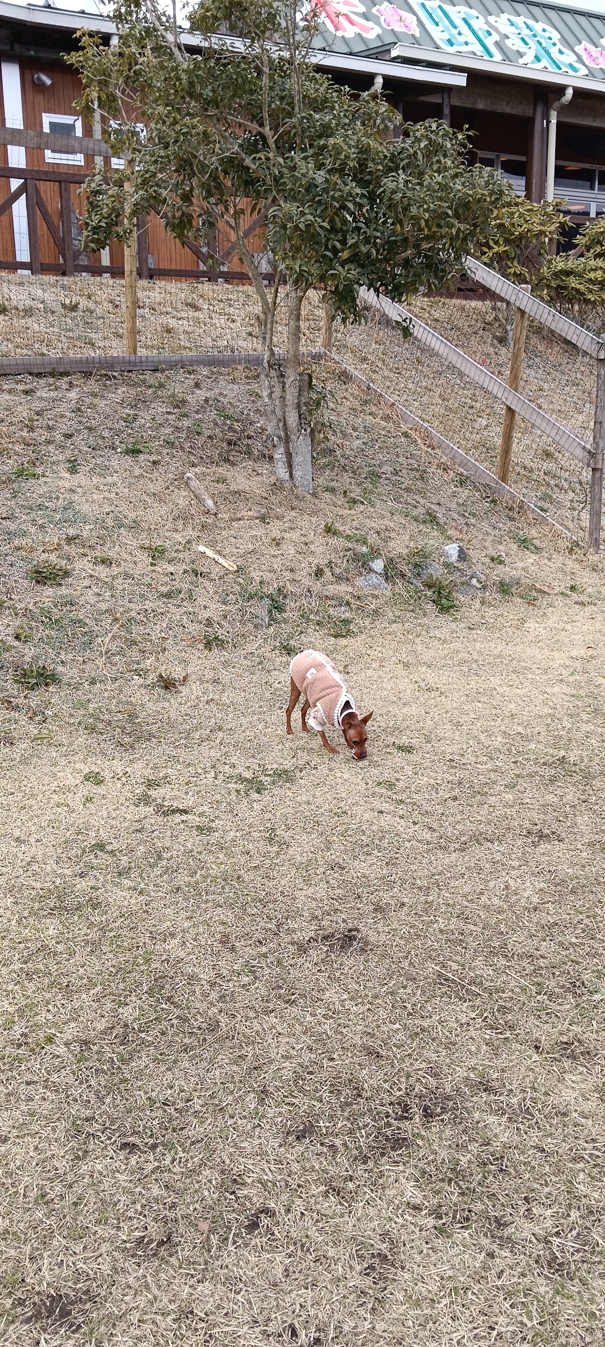 富士しゃくなげの里ドックランの実際の写真