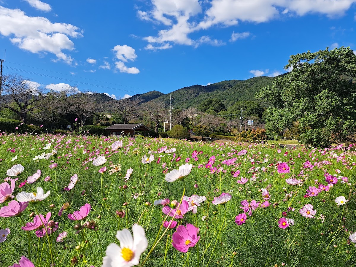 金立公園-金立山いこいの広場の実際の写真