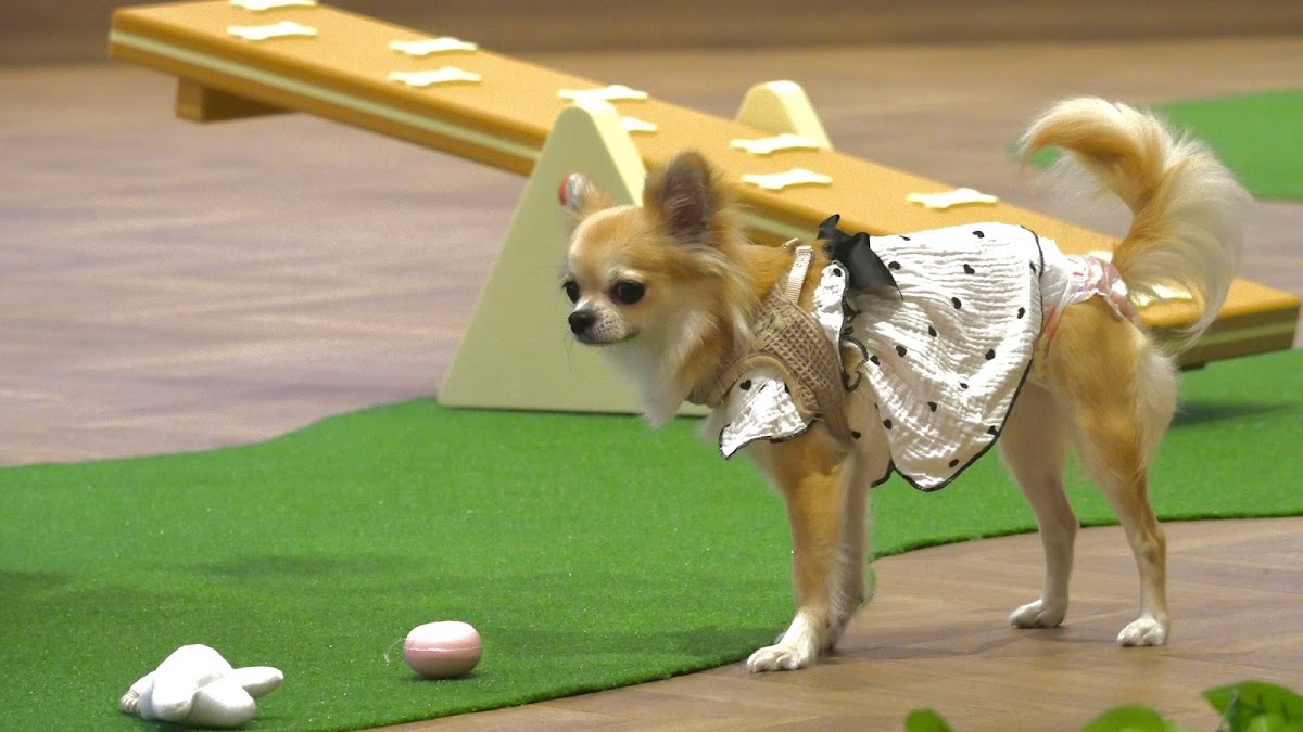 L's DogRun エルズドッグランの実際の写真