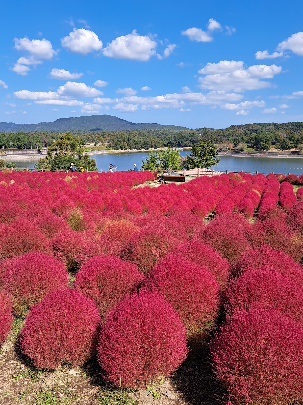 るるパーク（大分農業文化公園）の実際の写真