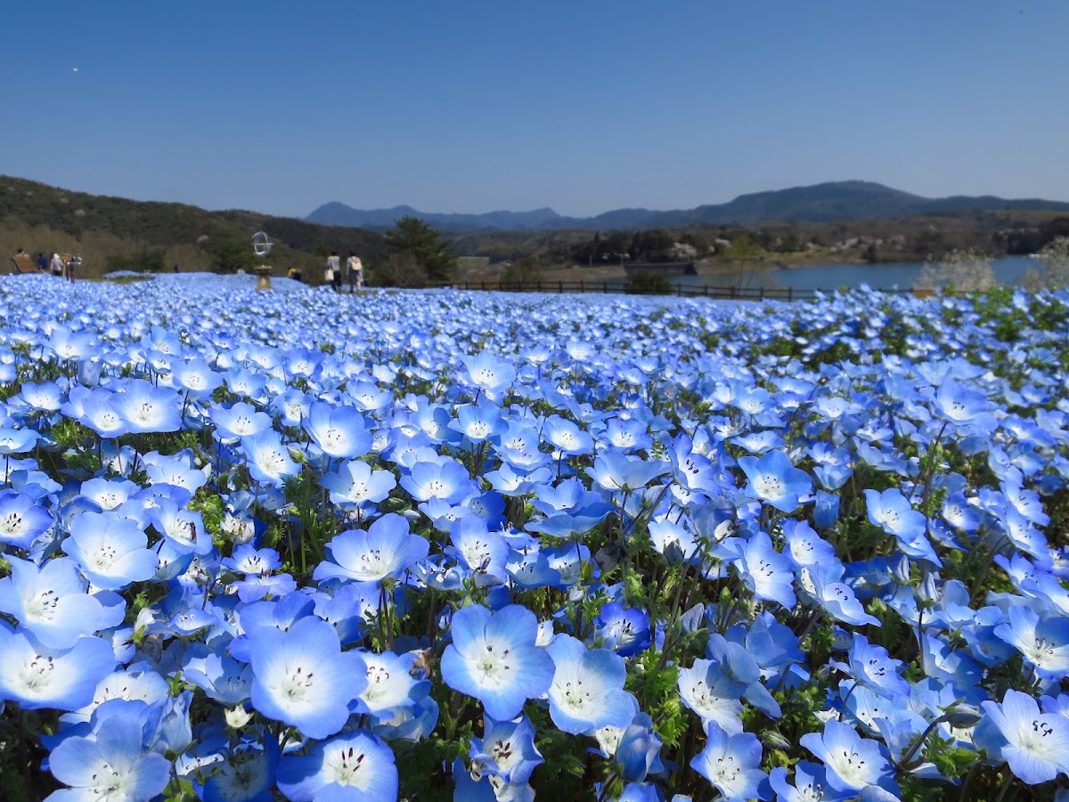 るるパーク（大分農業文化公園）の実際の写真