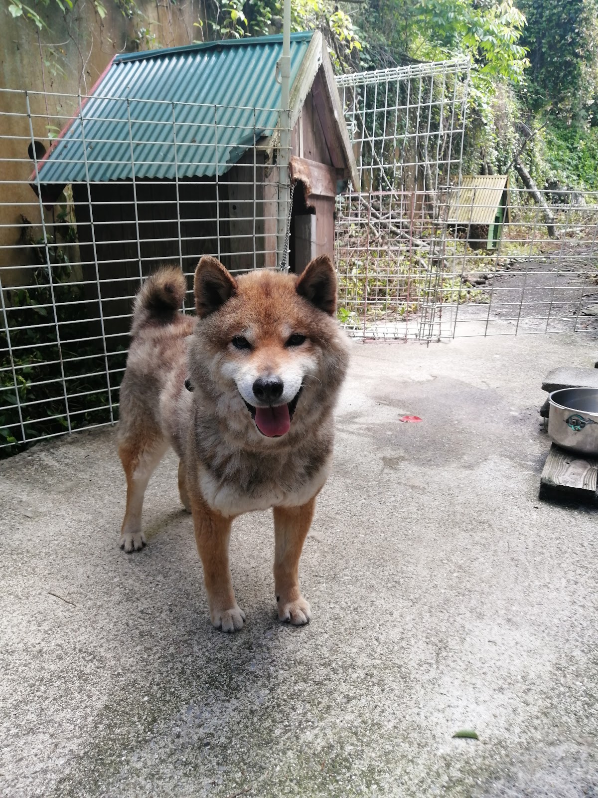 わんわん花みち園の実際の写真
