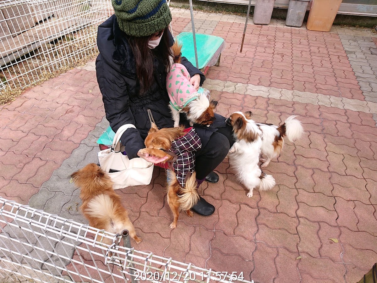わんわん花みち園の実際の写真