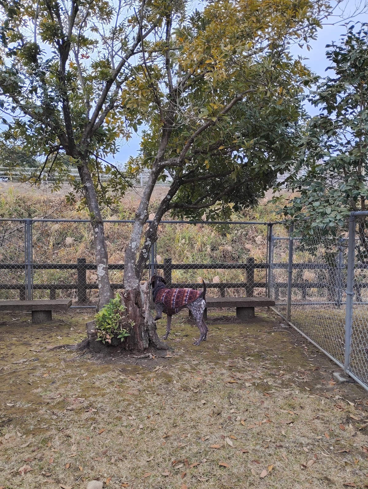 阿波岐原森林公園ドッグラン