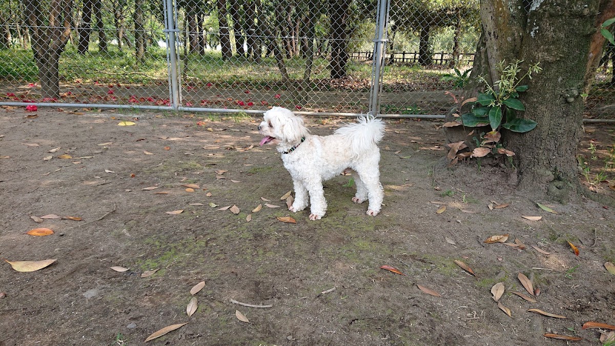 阿波岐原森林公園ドッグランの実際の写真