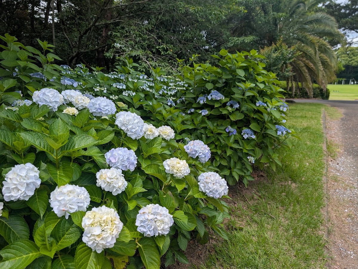 阿波岐原森林公園 市民の森