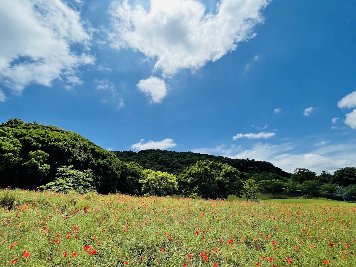 錦江湾公園の実際の写真