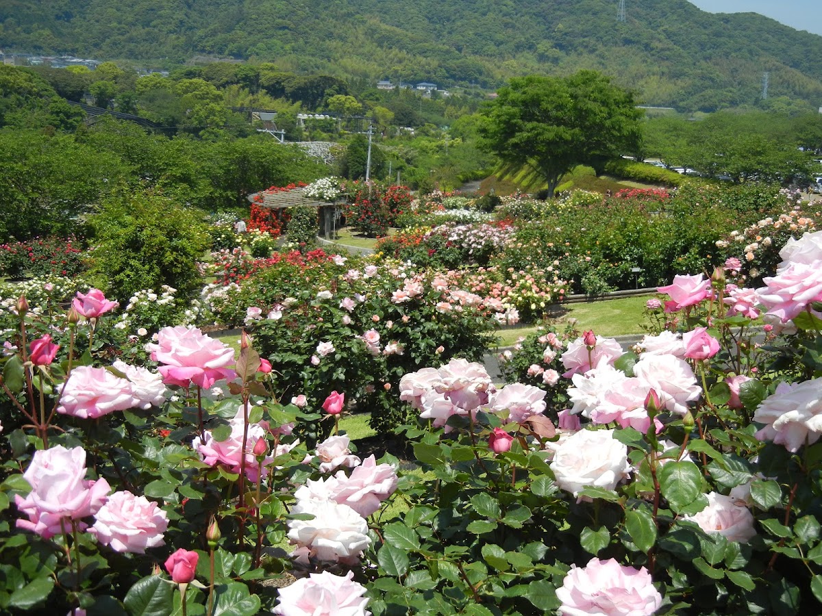 錦江湾公園の実際の写真