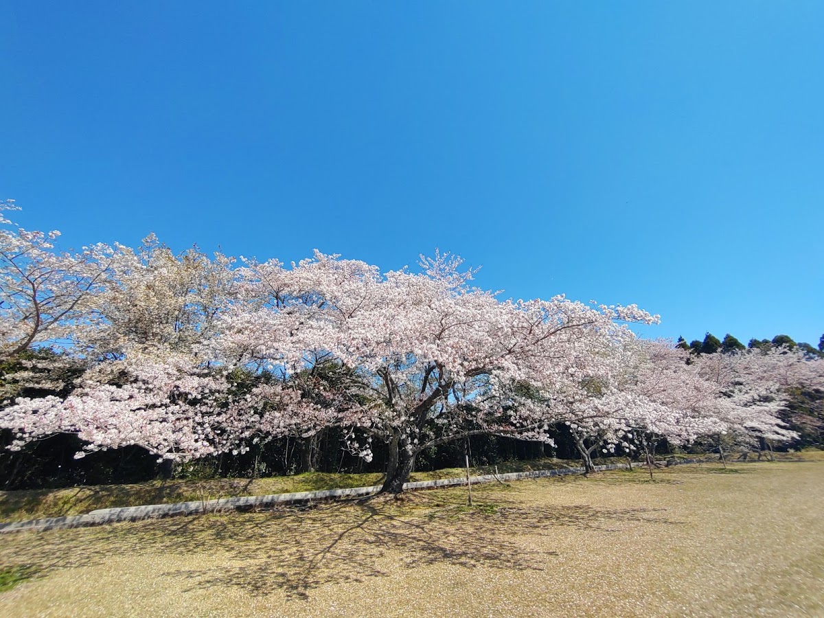 丸岡公園