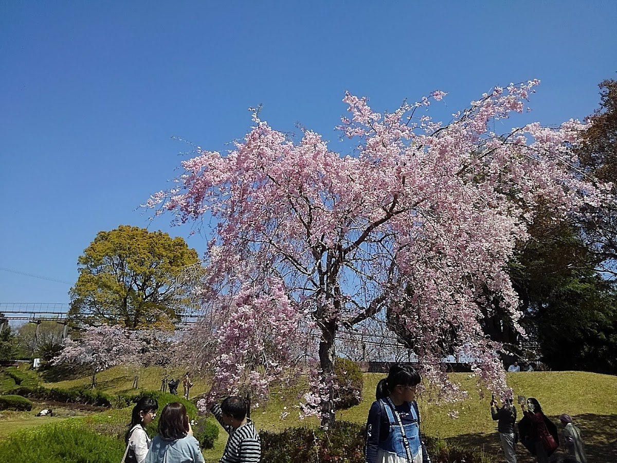 丸岡公園の実際の写真