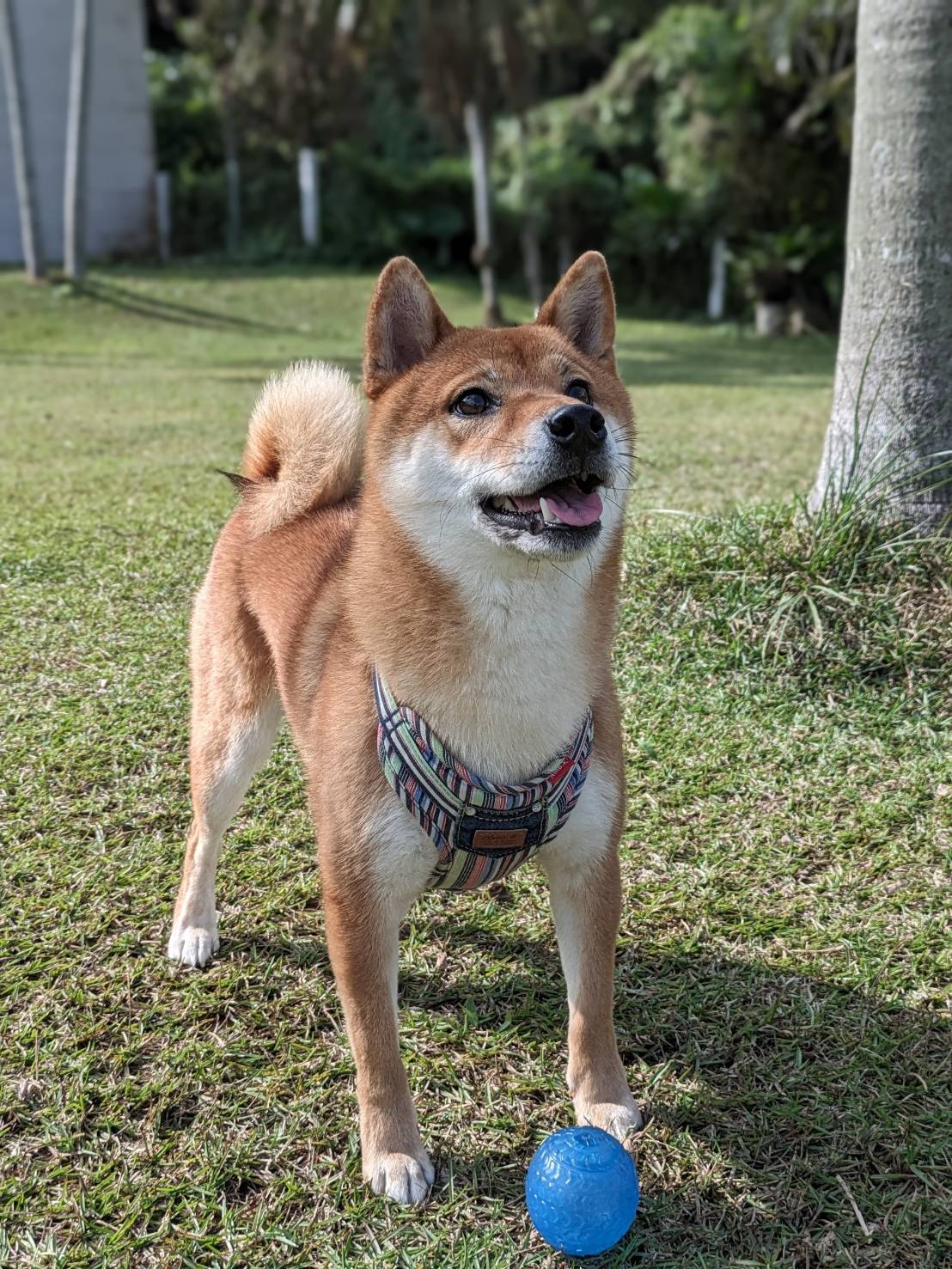 犬走る茶屋の実際の写真