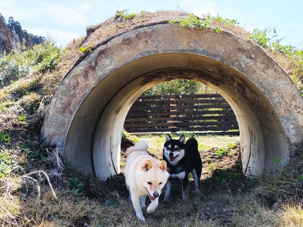 犬の遊び場DOG FIELD 千葉の犬と泊まれるキャンプ場 ドッグラン 犬連れ ペットと泊まれるキャンプ場の実際の写真