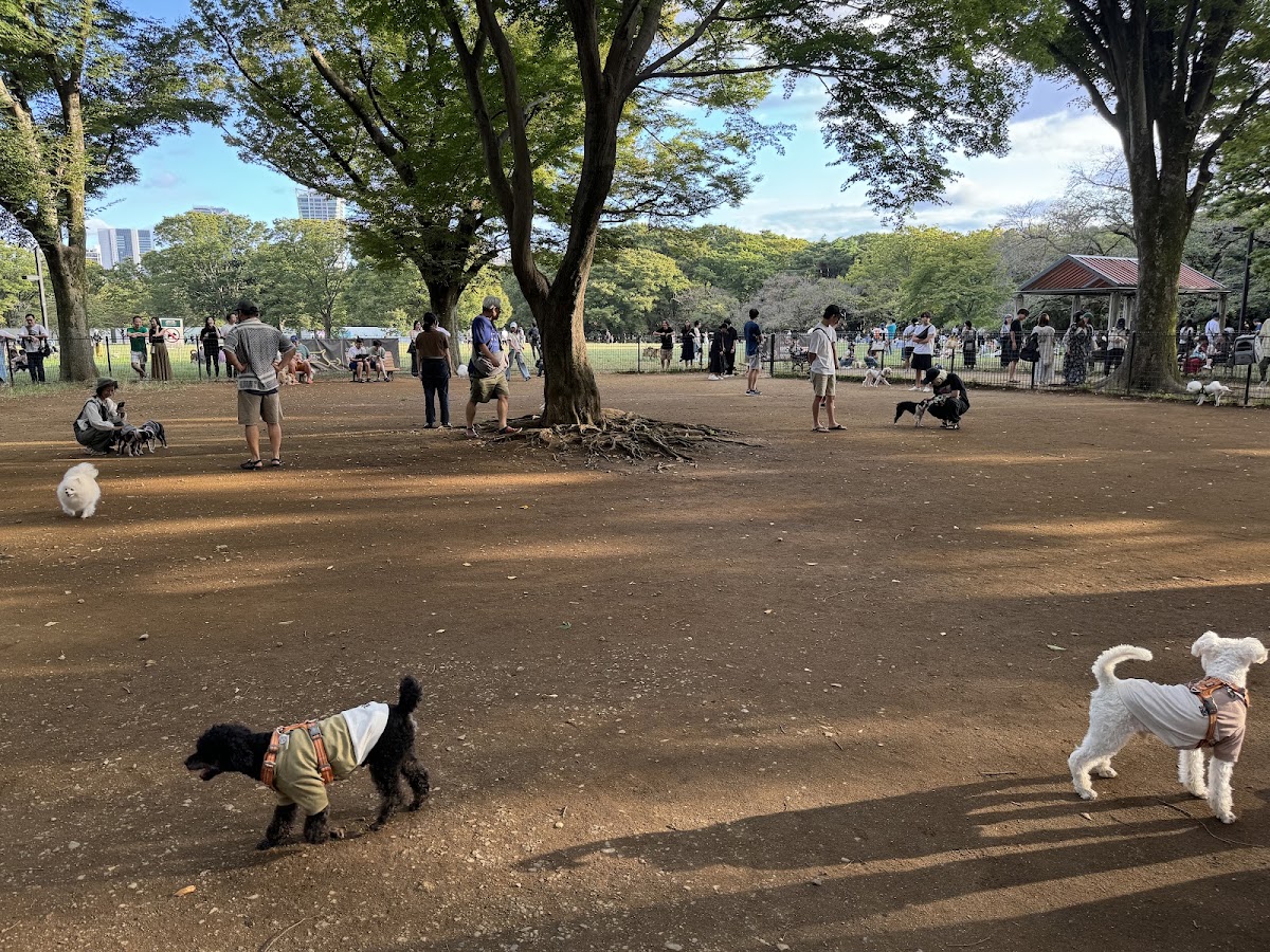 代々木公園 ドッグランの実際の写真