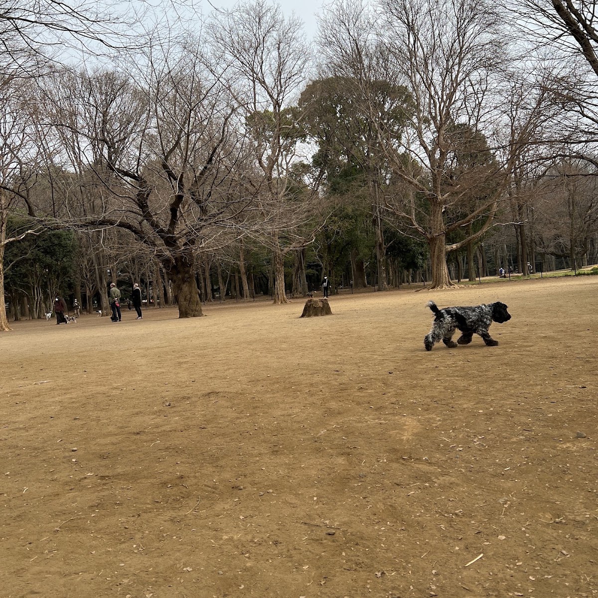 代々木公園 ドッグランの実際の写真