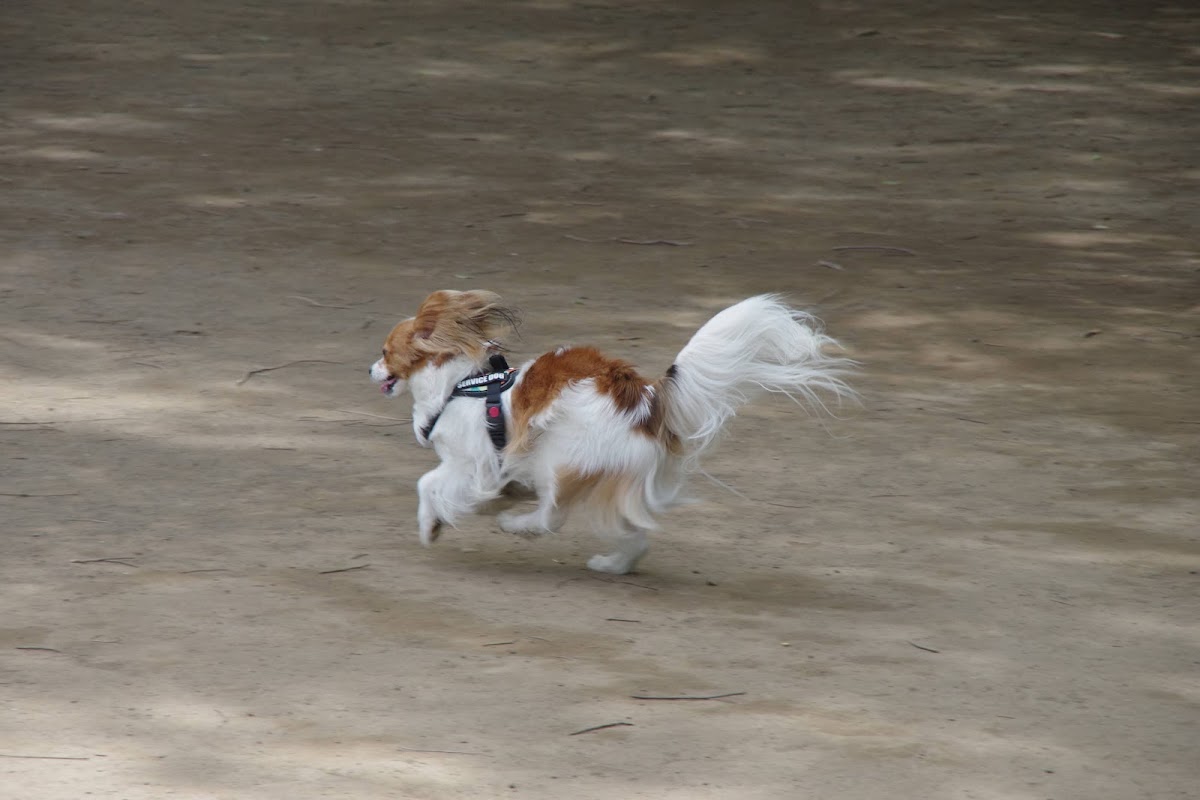 小金井公園 ドッグランの実際の写真