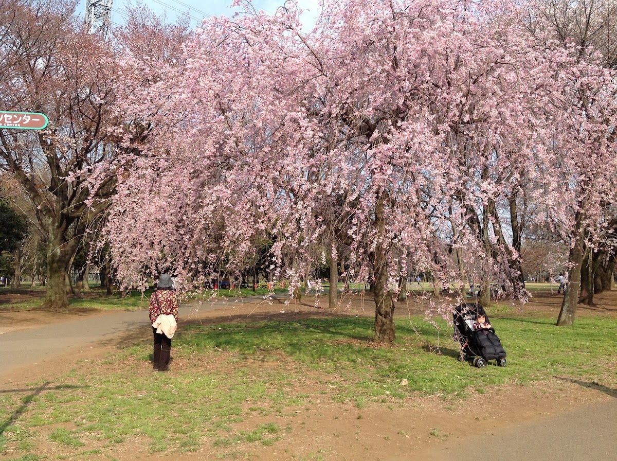 小金井公園 ドッグランの実際の写真
